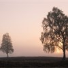 Silver birch (Betula pendula) trees on moorland at sunrise